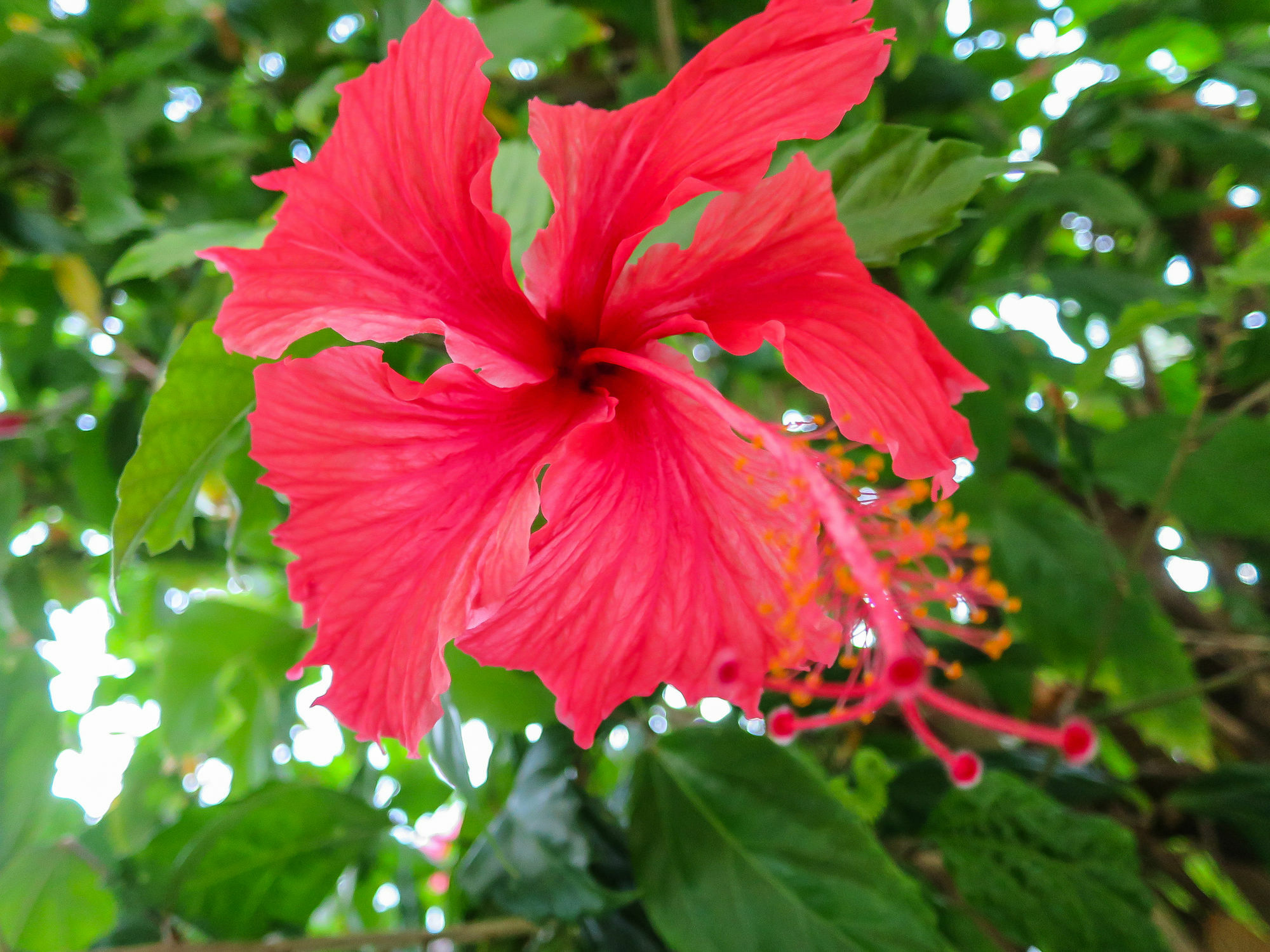 Marlin Waters Beachfront Apartments Palm Cove Luaran gambar