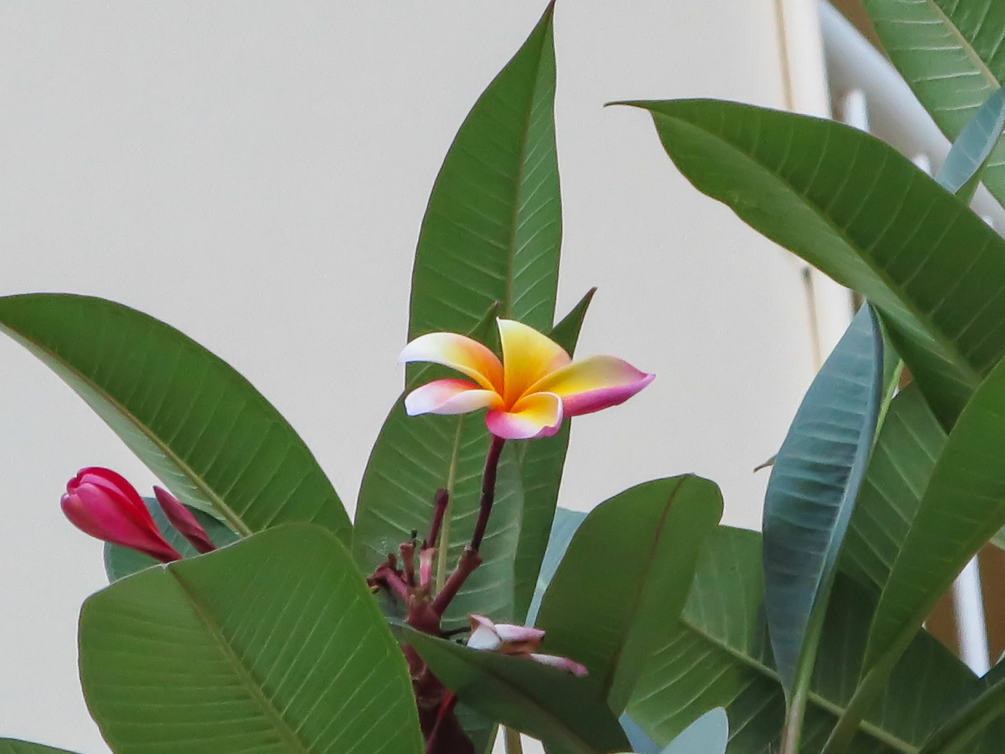 Marlin Waters Beachfront Apartments Palm Cove Luaran gambar